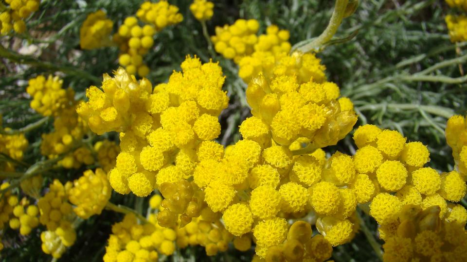  Bafa Gölü Çicekleri